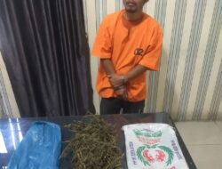 Simpan Ganja Kering, PSS Ditangkap Satnarkoba Polres Tanah Karo