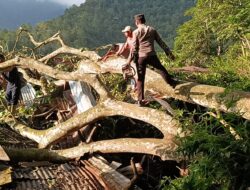 4 Unit Bangunan di Desa Jangga Toruan Alami Kerusakan Tertimpa Pohon Tumbang, Polsek Lumban Julu Lakukan Evakuasi