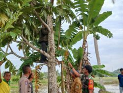 Kanit Reskrim Polsek Firdaus Polres Sergai Cek TKP Tempat Penemuan Mayat