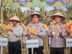 Polres Serdang Bedagai Ikut Panen Jagung Serentak Kuartal I 2026, Wakapolres dan Bupati Beri Penegasan Ketahanan Pangan