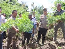 Polres Tanah Karo Ungkap Ladang Ganja di Desa Cinta Rakyat, 33 Batang Tanaman Disita