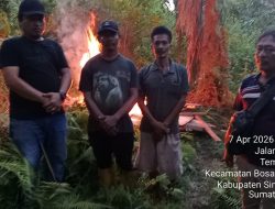 Polsek Bosar Maligas Nyatakan Perang Narkoba: Lapak Haram Di Perladangan Nagori Boluk Digerebek Dan Dibakar Rata Dengan Tanah!