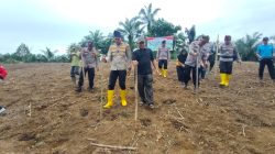 Polsek Rambah Samo Tanam Jagung Pipil 2 Hektar, Dukung Program Ketahanan Pangan Presiden