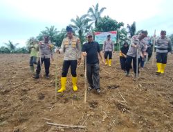 Polsek Rambah Samo Tanam Jagung Pipil 2 Hektar, Dukung Program Ketahanan Pangan Presiden