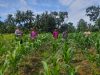 Polsek Rambah Samo dan Pemdes Rambah Baru Cek Perkembangan Jagung Pipil di Dusun Sukajadi