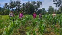 Polsek Rambah Samo dan Pemdes Rambah Baru Cek Perkembangan Jagung Pipil di Dusun Sukajadi