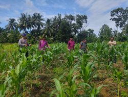 Polsek Rambah Samo dan Pemdes Rambah Baru Cek Perkembangan Jagung Pipil di Dusun Sukajadi