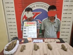 Satres Narkoba Polres Padang Lawas Tangkap Dua Terduga Pengedar Ganja, Ratusan Gram Barang Bukti Disita