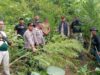 Berawal dari Informasi Warga, Polisi Langkat Ungkap 11 Batang Ganja di Perladangan
