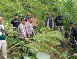 Berawal dari Informasi Warga, Polisi Langkat Ungkap 11 Batang Ganja di Perladangan