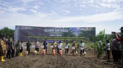 PTPN IV PalmCo Dorong Peremajaan Sawit Rakyat Disertai Tanam Padi Gogo di Asahan