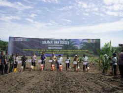 PTPN IV PalmCo Dorong Peremajaan Sawit Rakyat Disertai Tanam Padi Gogo di Asahan