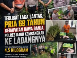 Terlibat Laka Lantas, Pria 69 Tahun Kedapatan Bawa Ganja, Polres Karo Kembangkan ke Ladangnya