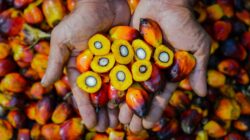 PTPN IV PalmCo Akselerasi Sertifikasi Keberlanjutan, Premium Price Tumbuh Pesat