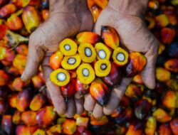 PTPN IV PalmCo Akselerasi Sertifikasi Keberlanjutan, Premium Price Tumbuh Pesat