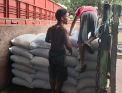 Kapolres Binjai Perkuat Ketahanan Pangan, Serapan Jagung Tembus 326,2 Ton